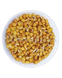 DORABJEES DCVEG SPROUTED CHANA