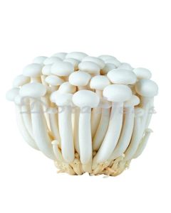 DORABJEES WHITE SHIMEJI MUSHROOM