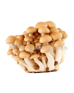 DORABJEES BROWN SHIMEJI MUSHROOM