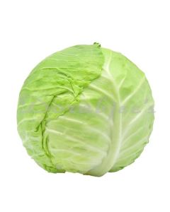 DORABJEES CABBAGE 1  BR