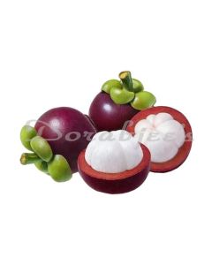 DORABJEES MANGOSTEEN