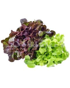 DORABJEES DCNF MIX LETTUCE LETTUCE HEAD