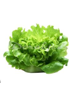 DORABJEES DCNF OAK LEAF GREEN LETTUCE HEAD