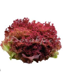 DORABJEES DCNF LOLLO ROSSO RED LETTUCE HEAD