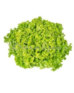 DORABJEES DCNF LOLLO ROSSO GREEN LETTUCE HEAD