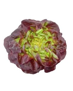 DORABJEES NUTRI FRESH RED BUTTERHEAD LETTUCE