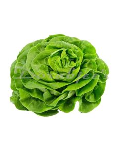 DORABJEES DCNF BUTTER LETTUCE HEAD LETTUCE HEAD