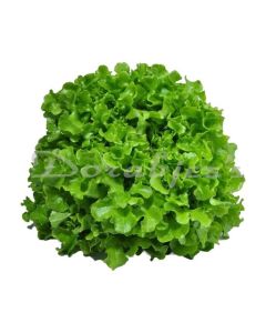 DORABJEES DCNF SUMMER CRISP LETTUCE HEAD